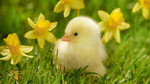 Narcisi su prekrasni!