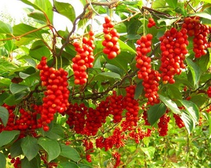 Schisandra - njega biljaka u vrtu