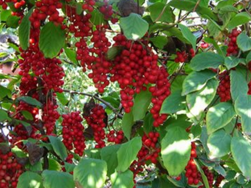 Schisandra korisna biljka Blagodati limunske trave su neprocjenjive - rezerve vitamina, uključujući vitamin C