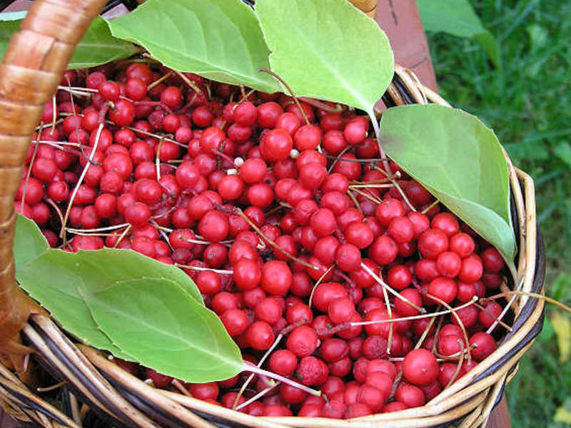 Voće Schisandra chinensis Plodovi Schizandre, poput lišća, kuhaju se za ukusno piće.