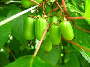 Actinidia kolomikta - što je to?