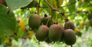 Actinidia je ukusna i zdrava