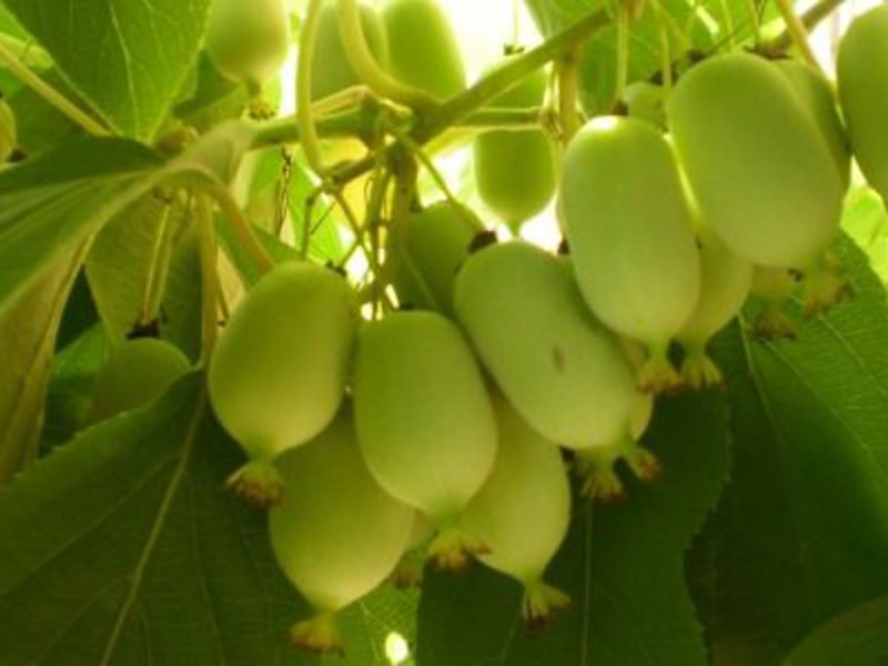 Plodovi aktinidije sadrže mnogo vitamina. Voće Actinidia može zamijeniti limun u vašem čaju