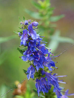 Hyssop officinalis je nepretenciozan i dobro uspijeva čak i u hladnim klimatskim uvjetima