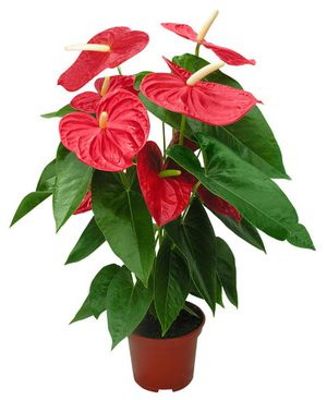 Anthurium u saksiji - domaća biljka cvjetnica