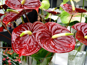 Anthurium ne voli toplinu ni hladnoću