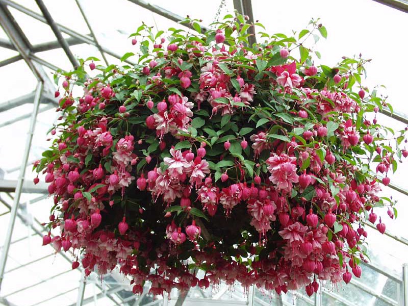 Prekrasan buket fuksije Kako fuchsia cvjeta
