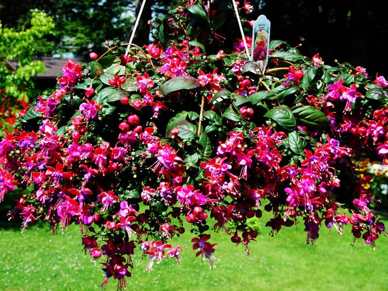 Kako se brinuti za fuchsia Sadnja i napuštanje fuksije