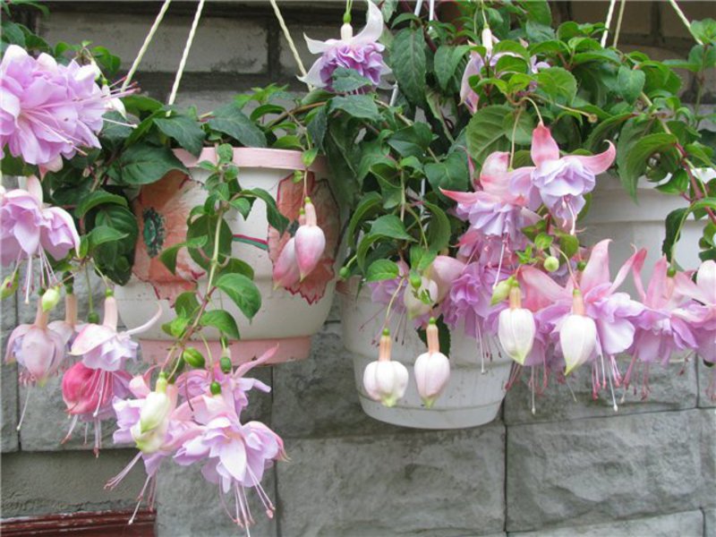 Kako fuchsia cvjeta Kako rastu fuksije