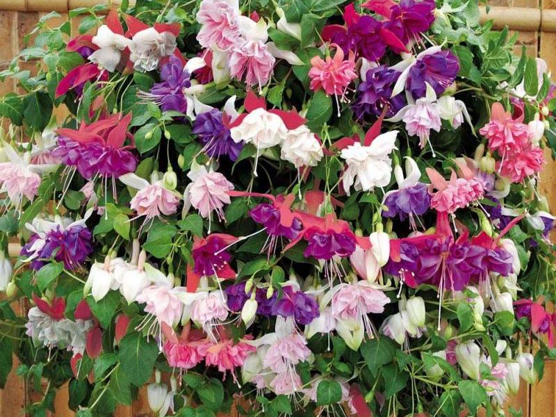 Uzgajanje fuksije Kako se brinuti za fuchsia