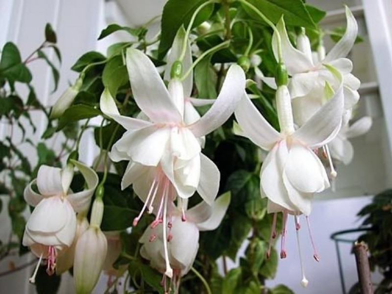 Ampel fuksija Fuchsia vrsta