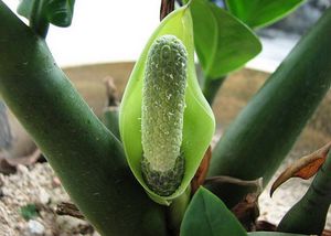 Cvijet zamioculcas