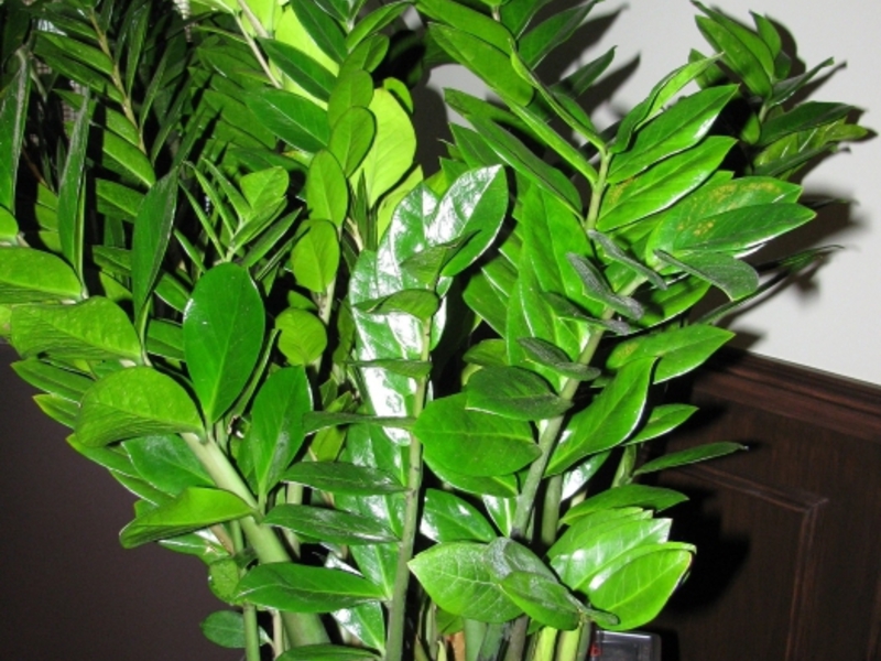 Biljka Zamioculcas