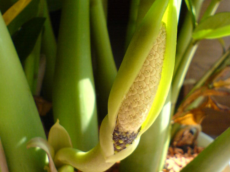 Značajke sadnje biljke zamioculcas