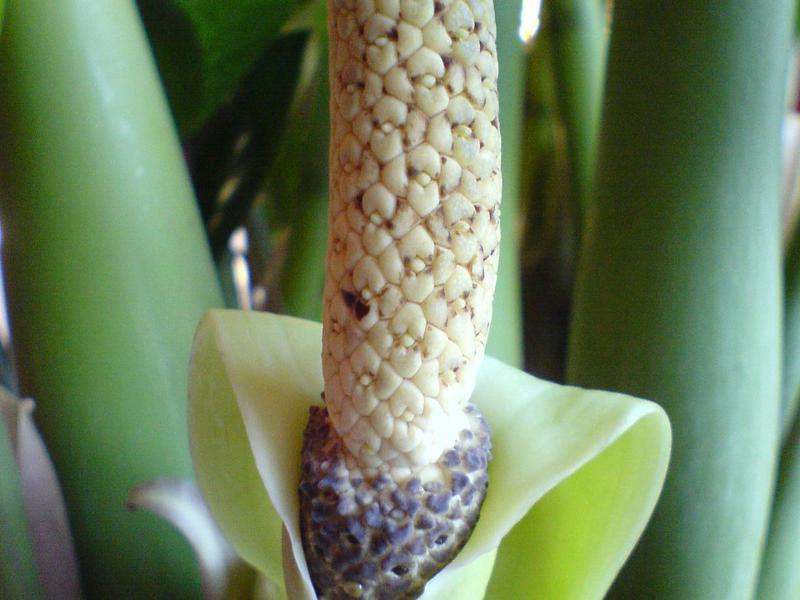 Pojava biljke zamioculcas