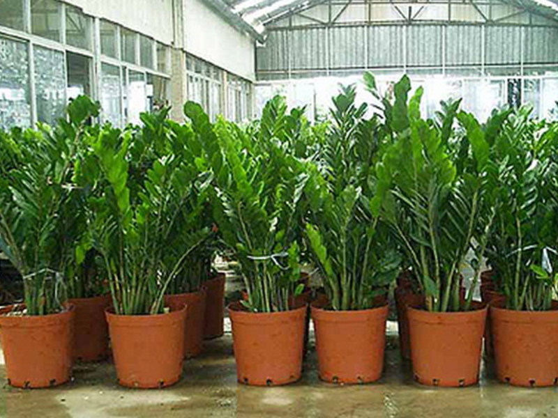 Dakle, zamioculcas cvjeta