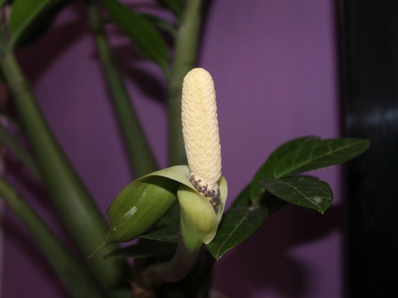 Pojava zamiokulkasa