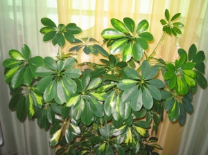 Sheflera, oblika lopte
