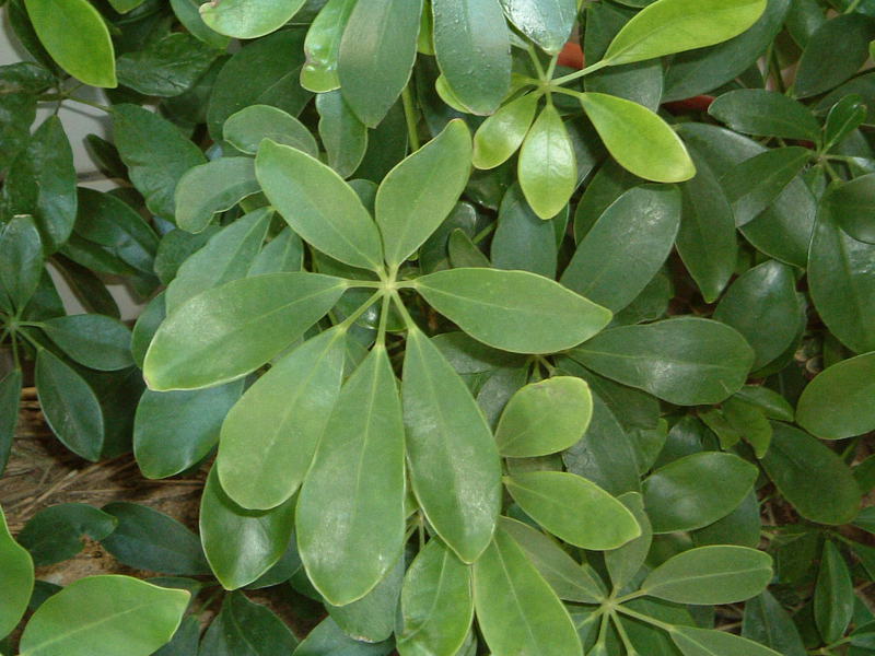 Izgled kuhara