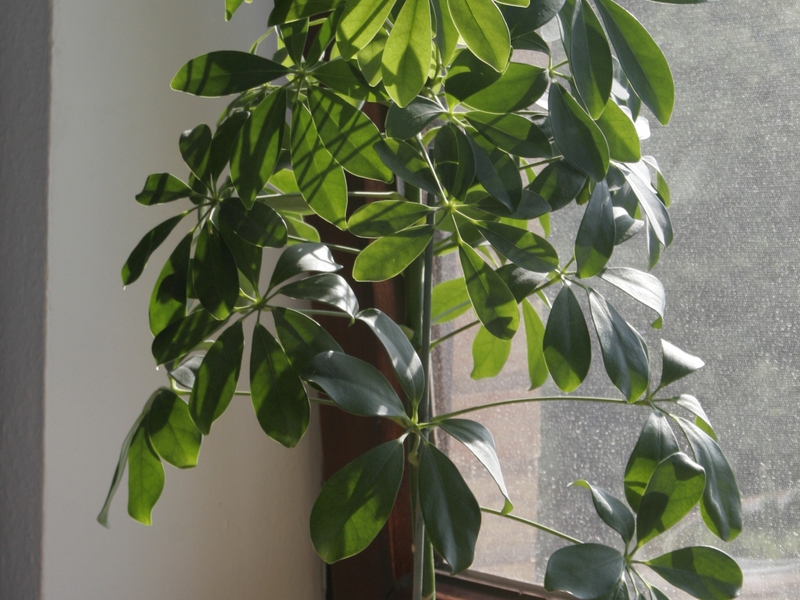 Biljne bolesti Schefflera