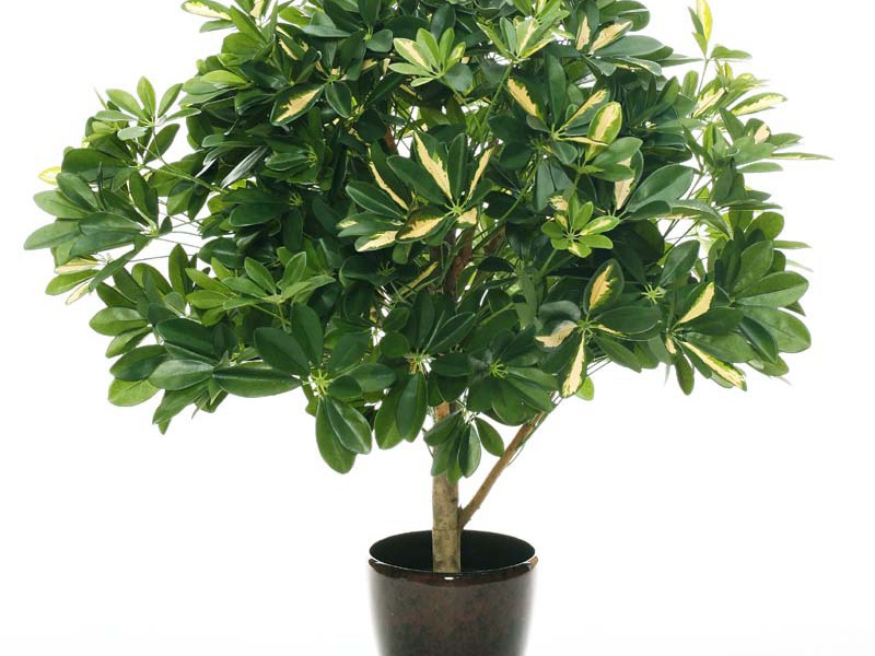 Sheflera, oblika lopte