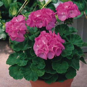 Kako oblikovati grm crvene pelargonije