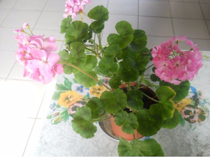 Koja svojstva ima pelargonija?
