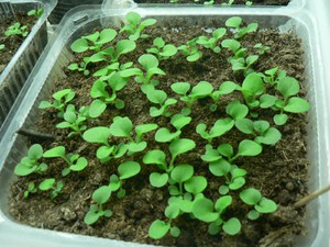 Ageratum je neobično lijepa biljka