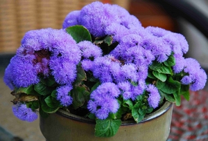 Kako pravilno saditi ageratum