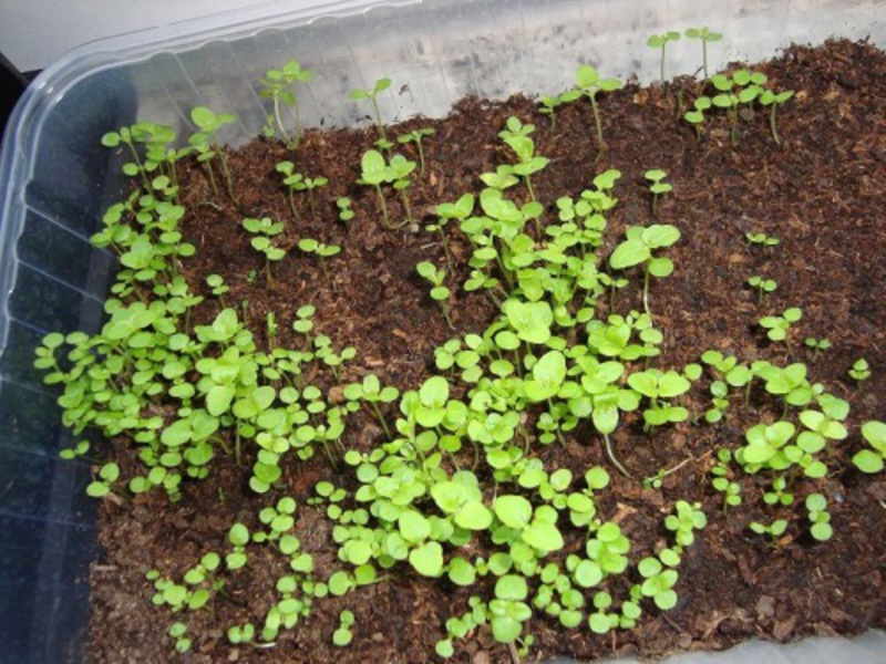 Jednostavna briga za ageratum. Prekrasan cvijet ageratuma
