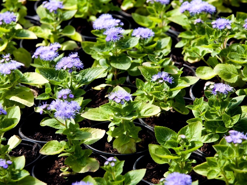 Slijetanje u tlo agerata Ageratum na cvjetnom krevetu