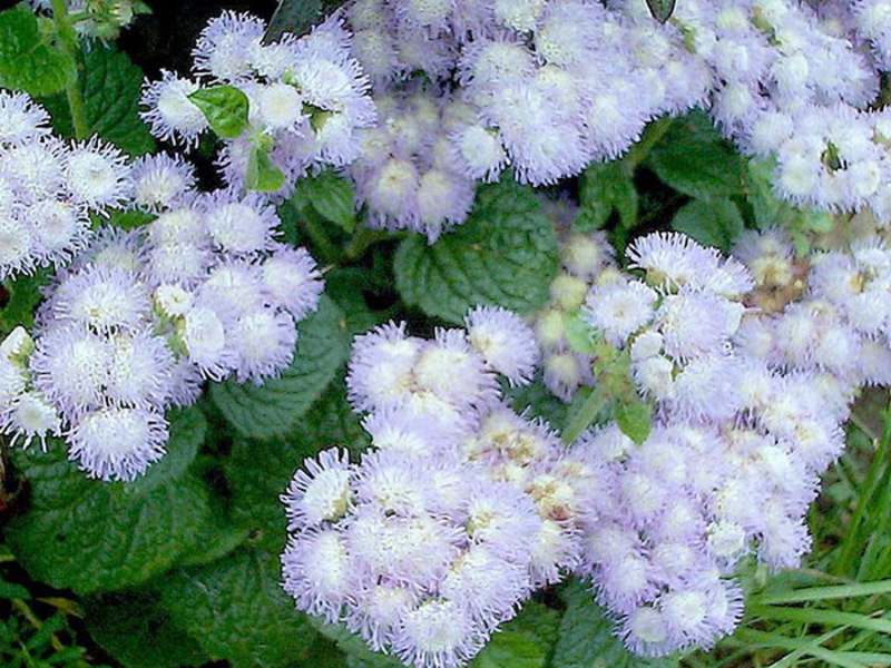 Uzgoj agerata sa sadnicama. Ageratum višegodišnje ime