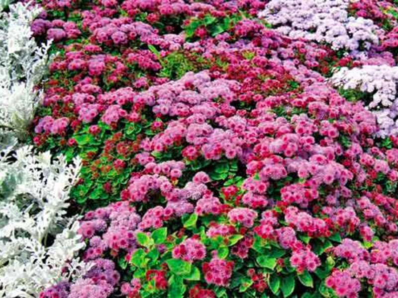 Opis cvijeta ageratum Ageratum je neobično lijepa biljka