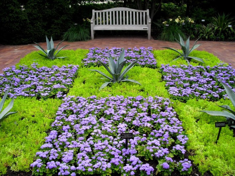 Ageratum u krajobraznom dizajnu Cvjetajući ageratum