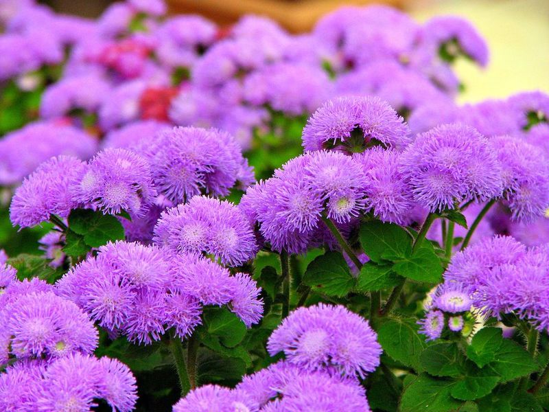 Ageratum dugocvjetan Kako se brinuti za biljku aguratum