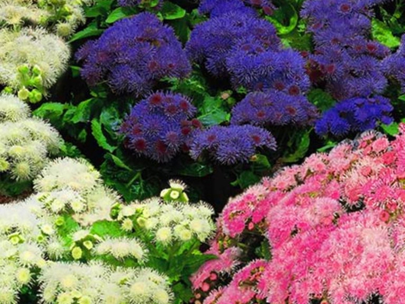 Ono što ageratum ne podnosi Ageratum je neobično lijepa biljka
