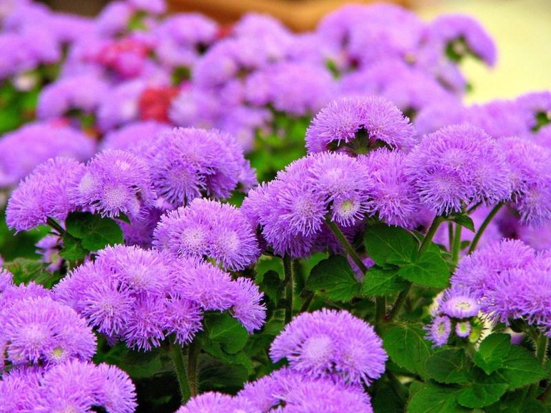 Ageratum dugocvjetan Ageratum dugocvjetan