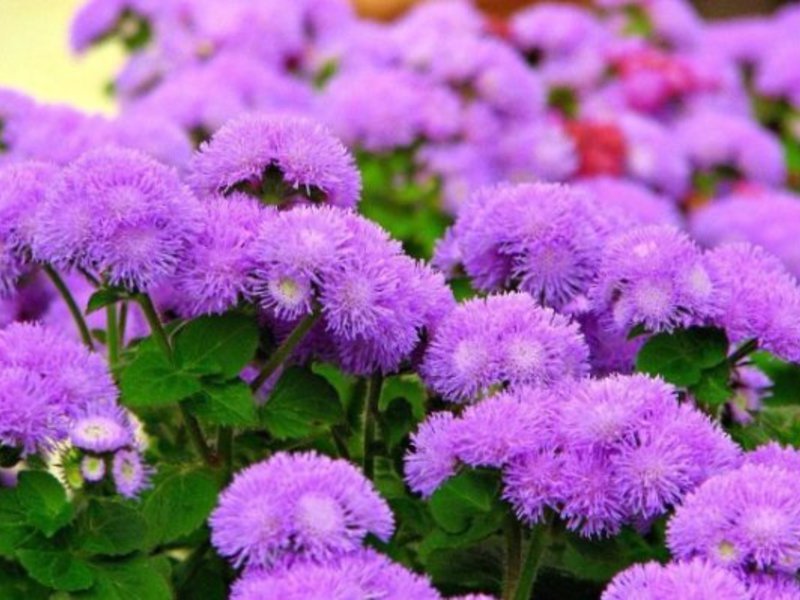 Ono što ageratum ne podnosi Jednostavna briga za ageratum.