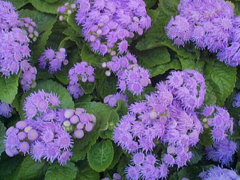 Koristeći ageratum Ageratum meksički