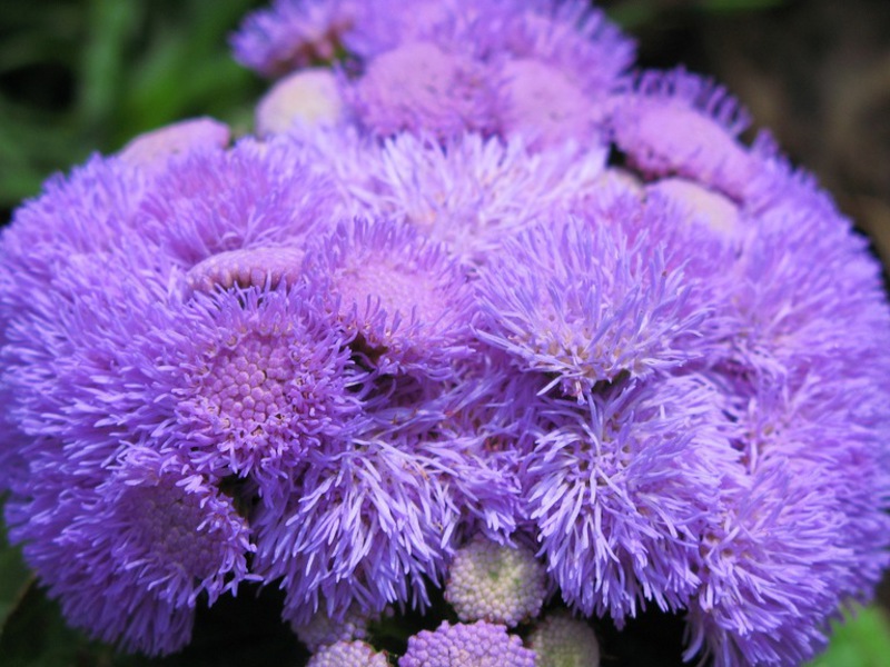 Ageratum: uzgoj i njega Uzgoj agerata iz sjemena