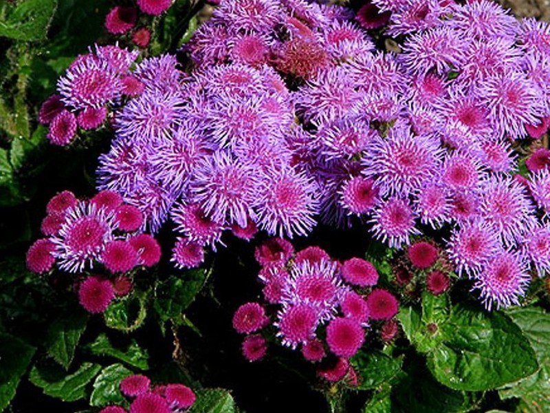 Slijetanje u tlo agerata. Ageratum je neobično lijepa biljka