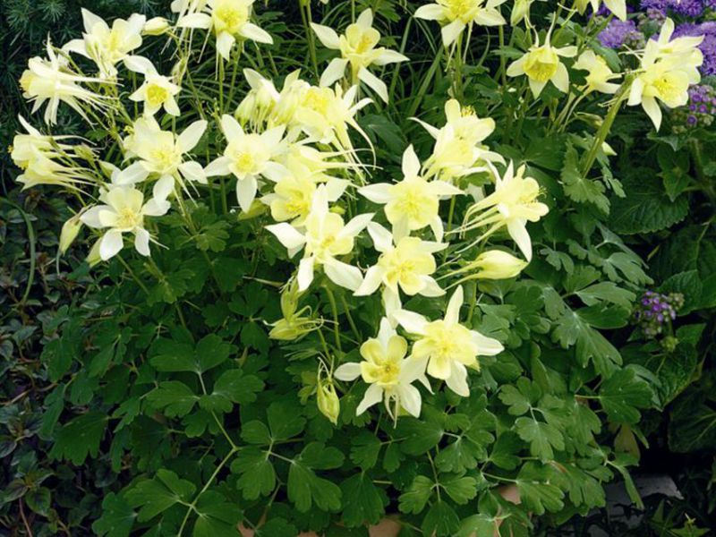 Buket akvilegije Sorta biljke Aquilegia