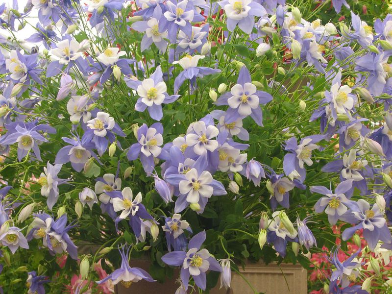 Aquilegia obična Vrste akvilegije
