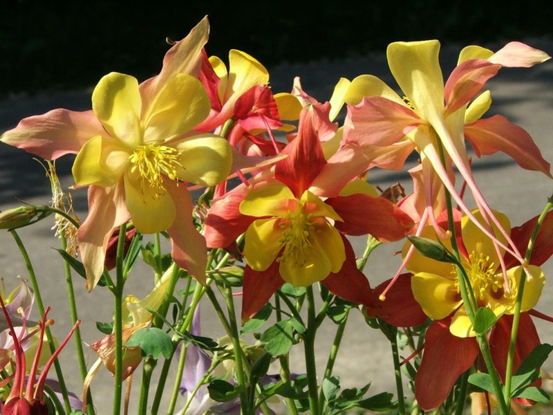 Aquilegia Osjetljivo stvaranje akvilegije