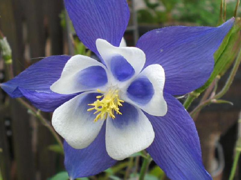 Prekrasan cvijet akvilegije Aquilegia: gracioznost i ljepota