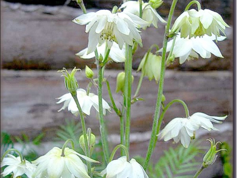 Aquilegia Aquilegia obična