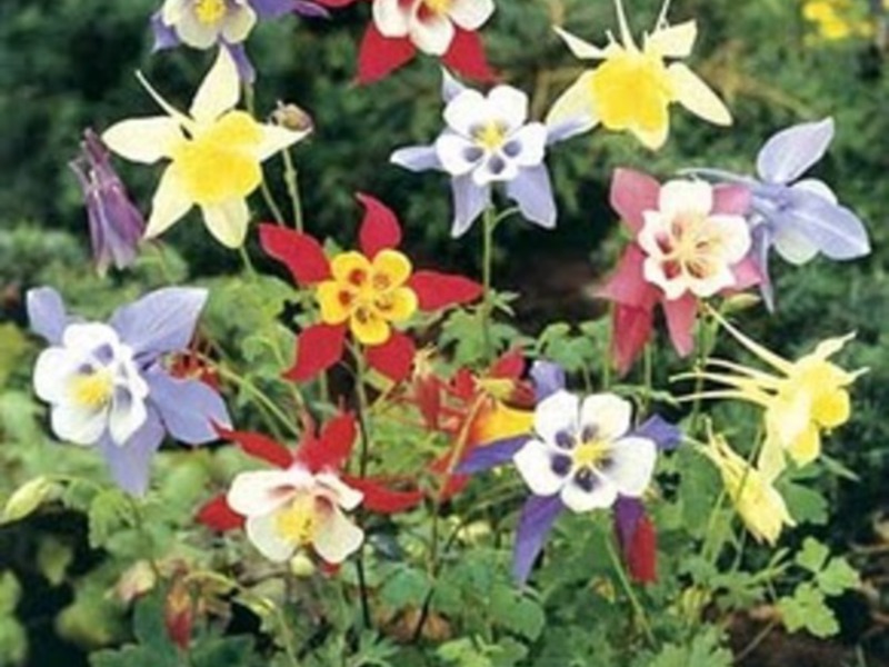 Buket cvijeta Aquilegia Koja je osobitost cvijeta akvilegije