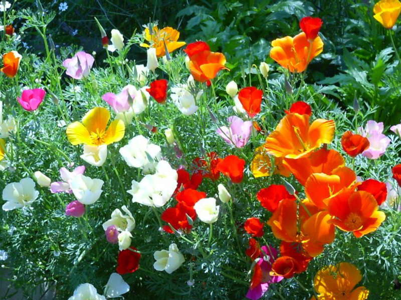 Gdje raste Escholzia Kako Escholzia cvjeta