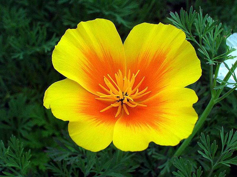 Cvjetajuća escholzia Escholzia, uzgoj sadnica