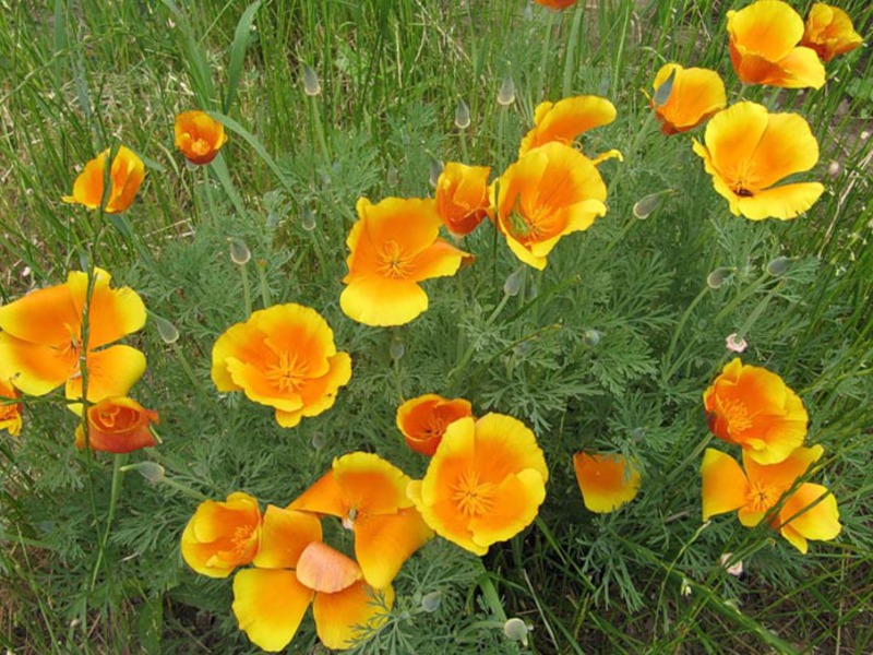 Cvjetajuća escholzia Sorte cvijeta Escholzia